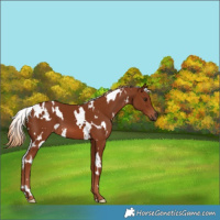 Horse Color:White Spotted Chestnut 