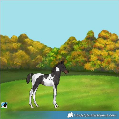 Horse Color:Liver Chestnut Tobiano Rabicano 