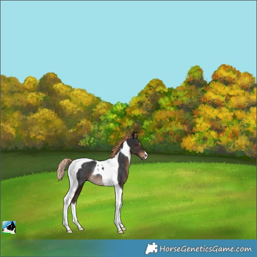 Horse Color:Liver Chestnut Tobiano Rabicano 