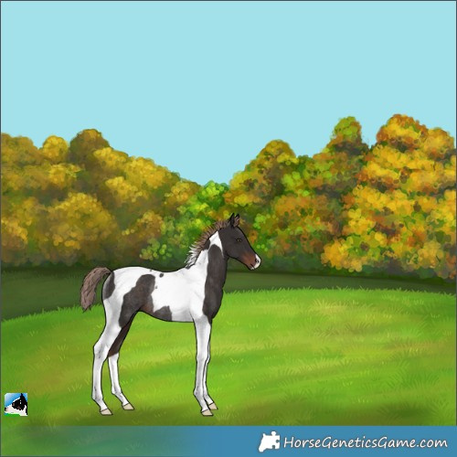 Horse Color:Liver Chestnut Tobiano Rabicano 