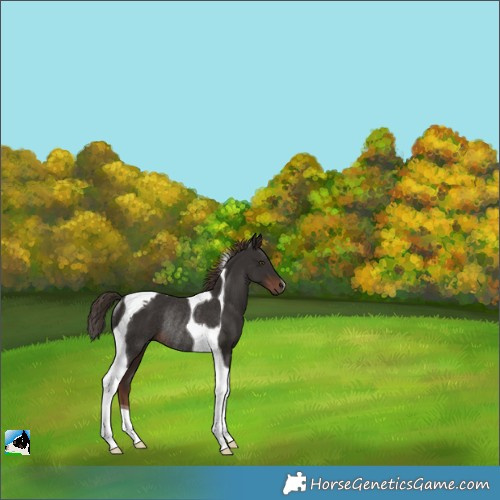 Horse Color:Liver Chestnut Tobiano Rabicano 