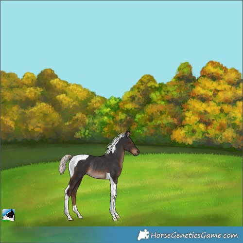 Horse Color:Liver Chestnut Tobiano Rabicano 