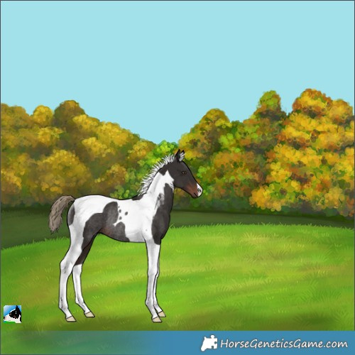 Horse Color:Liver Chestnut Tobiano Rabicano 