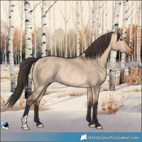 Horse Color:Bay Dun Rabicano