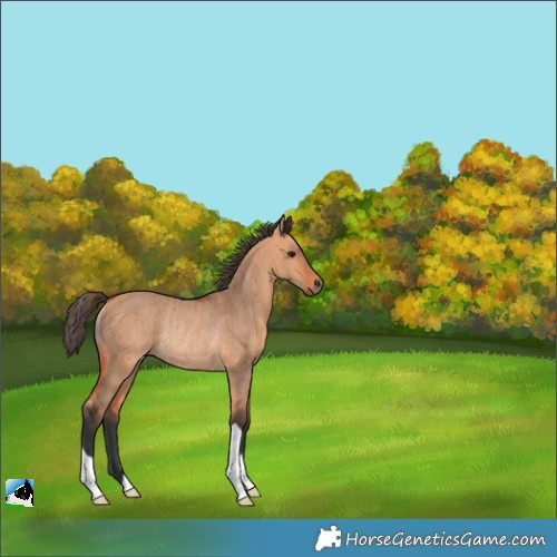 Horse Color:Bay Dun Rabicano Brindle 