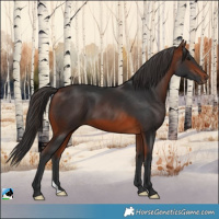 Horse Color:Bay 