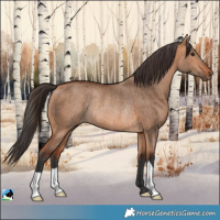 Horse Color:Bay Dun Rabicano Brindle