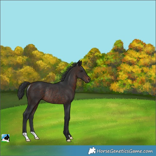 Horse Color:Brown Rabicano 