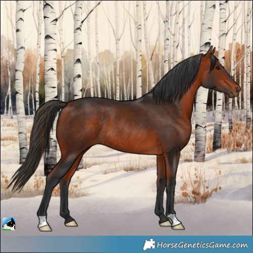 Horse Color:Bay Rabicano 