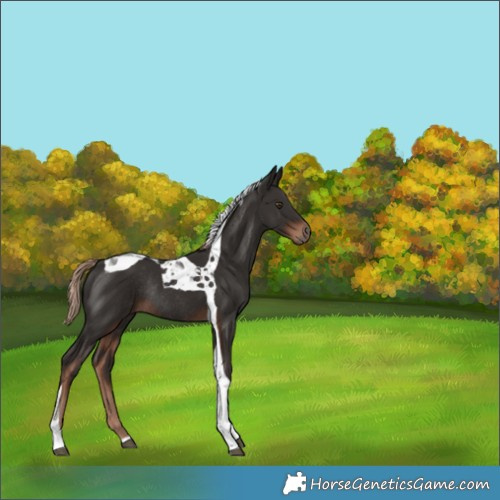 Horse Color:Liver Chestnut Tobiano Rabicano 