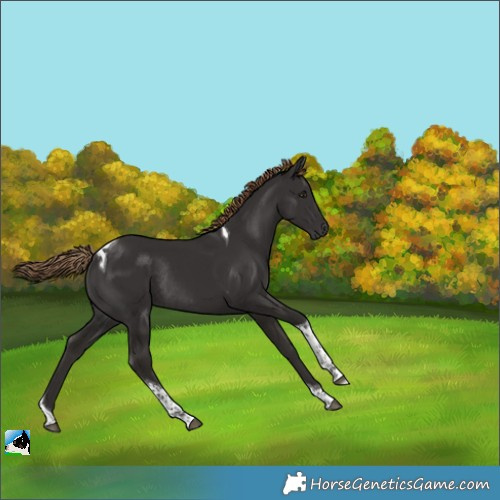 Horse Color:Liver Chestnut Tobiano Rabicano 