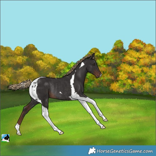 Horse Color:Liver Chestnut Tobiano Rabicano 