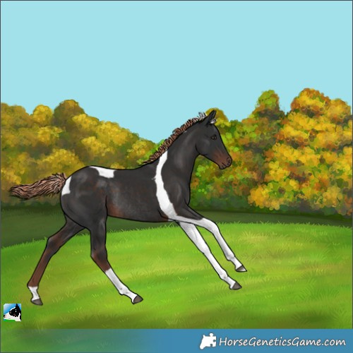 Horse Color:Liver Chestnut Tobiano Rabicano 