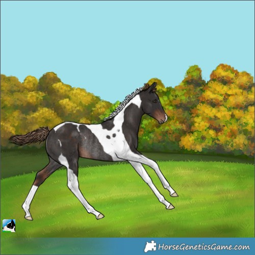 Horse Color:Liver Chestnut Tobiano Rabicano 