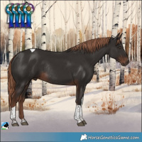 Horse Color:Liver Chestnut Tobiano Rabicano 