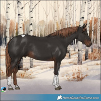 Horse Color:Liver Chestnut Tobiano Rabicano 