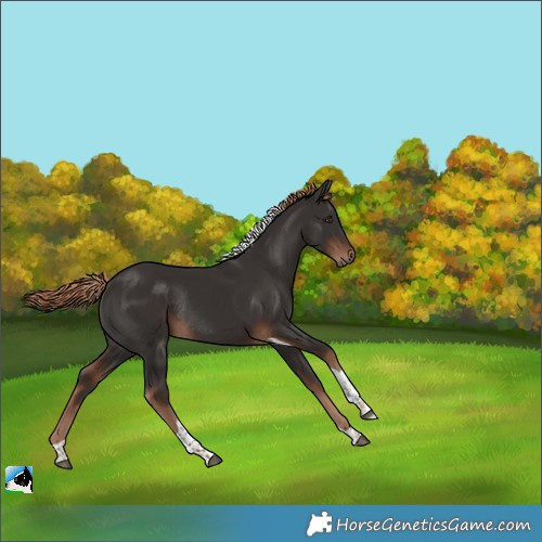 Horse Color:Liver Chestnut Tobiano Rabicano 