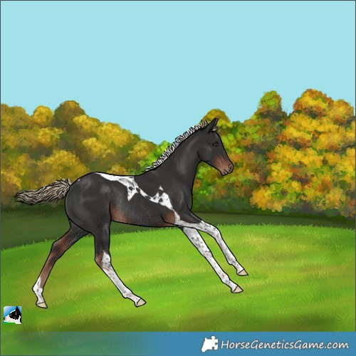 Horse Color:Liver Chestnut Tobiano Rabicano 