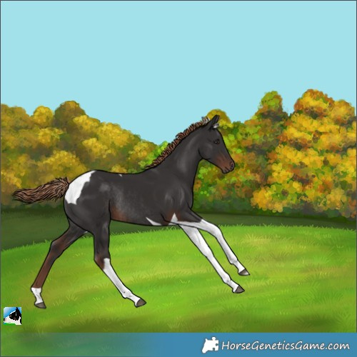 Horse Color:Liver Chestnut Tobiano Rabicano 