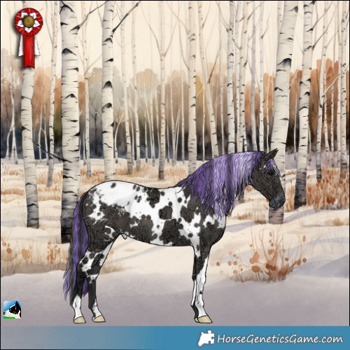 Horse Color:Painted White Spotted Grullo Ice Appaloosa 