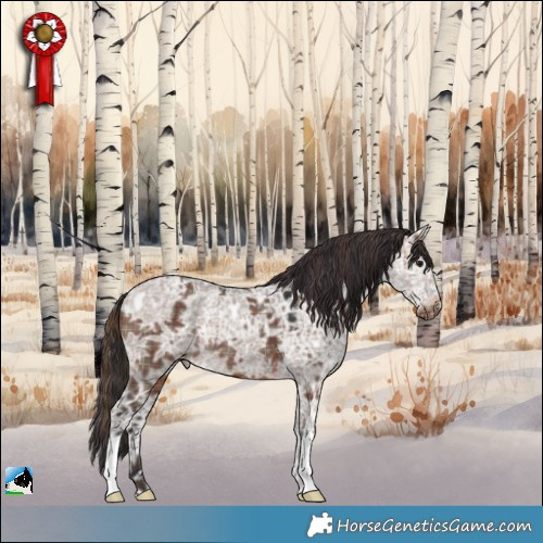 Horse Color:Plaid  Brown Ice Dun Appaloosa 