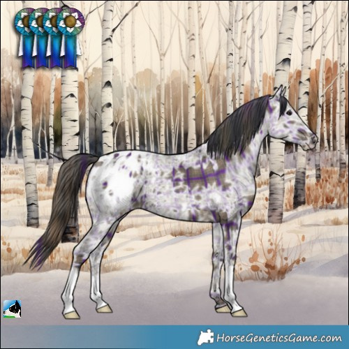 Horse Color:Plaid Grullo Ice Appaloosa
