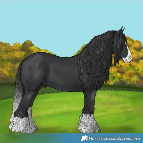 Horse Color:Black Splash 