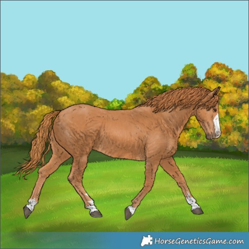 Horse Color:Chestnut 