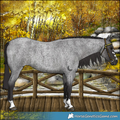 Horse Color:Smoky Blue Roan