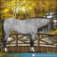 Horse Color:Smoky Blue Roan 