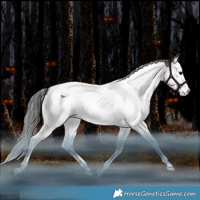 Horse Color:Brown Dun Splash Tobiano Rabicano 