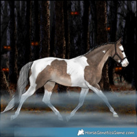 Horse Color:Brown Dun Splash Tobiano Rabicano