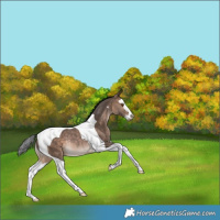 Horse Color:Brown Dun Splash Tobiano Rabicano 