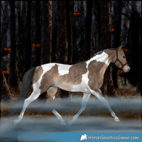 Horse Color:Bay Dun Tobiano Rabicano 