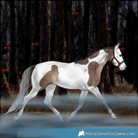 Horse Color:Brown Dun Splash Tobiano Rabicano 