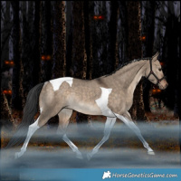 Horse Color:Bay Dun Tobiano Rabicano 