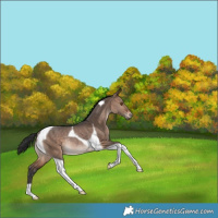 Horse Color:Brown Dun Tobiano Rabicano 