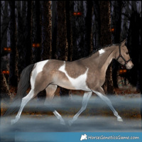 Horse Color:Brown Dun Tobiano Rabicano 