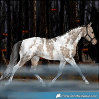 Horse Color:White Spotted Bay Dun Tobiano Appaloosa Rabicano
