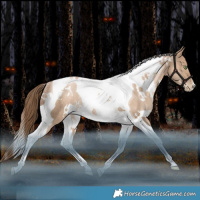 Horse Color:White Spotted Liver Red Dun Pearl Tobiano Rabicano