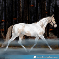 Horse Color:White Spotted Bay Pearl Dun Tobiano Appaloosa Rabicano