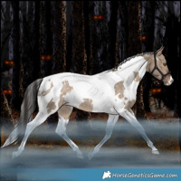 Horse Color:White Spotted Bay Dun Tobiano Varnish Rabicano 