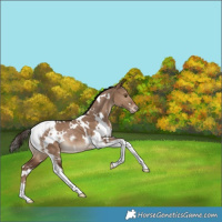 Horse Color:White Spotted Liver Red Dun Tobiano Appaloosa Rabicano 