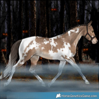 Horse Color:White Spotted Liver Red Dun Tobiano Appaloosa Rabicano