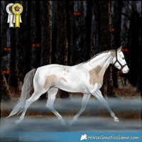 Horse Color:Liver Red Dun Splash Tobiano Rabicano 