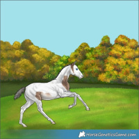 Horse Color:Liver Red Dun Splash Tobiano Rabicano 