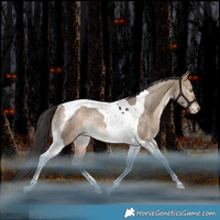 Horse Color:Bay Dun Tobiano Varnish Rabicano 