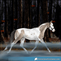 Horse Color:Bay Dun Splash Tobiano Appaloosa Rabicano 
