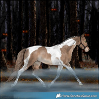 Horse Color:Liver Red Dun Tobiano Appaloosa Rabicano 