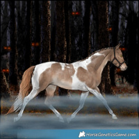 Horse Color:Liver Red Dun Tobiano Rabicano 